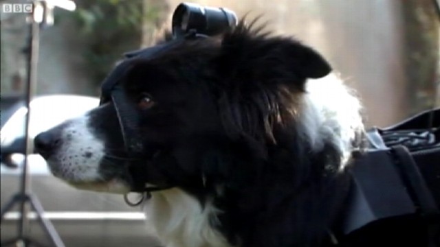 VIDEO: Paws device is the newest tool rescue workers have for finding survivors.