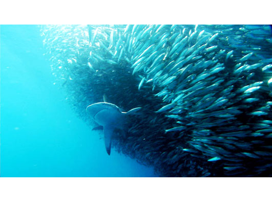 sharks