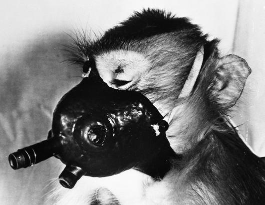 Chimps in Space