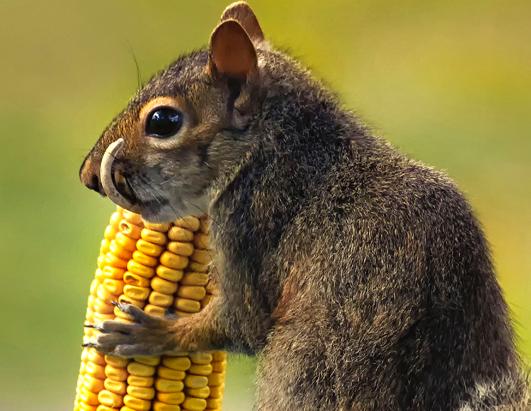 Sabertooth Squirrel?