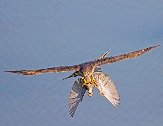 Sparrow is Seized by SparrowHawk