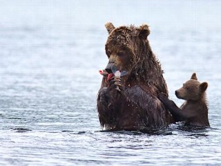 Photos: Baby Bear Just Wants Some Salmon