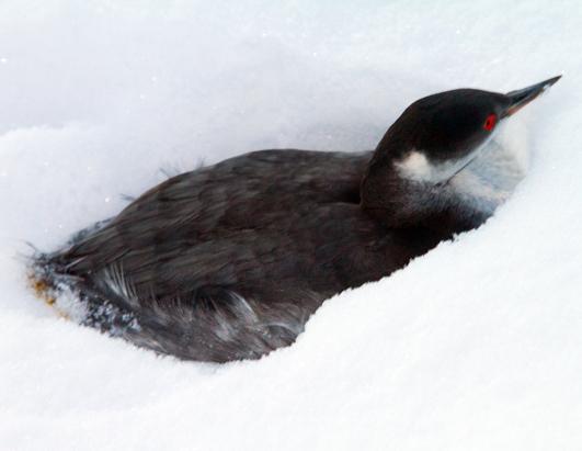 Aflockalypse: Dead Birds, Fish Kills 
