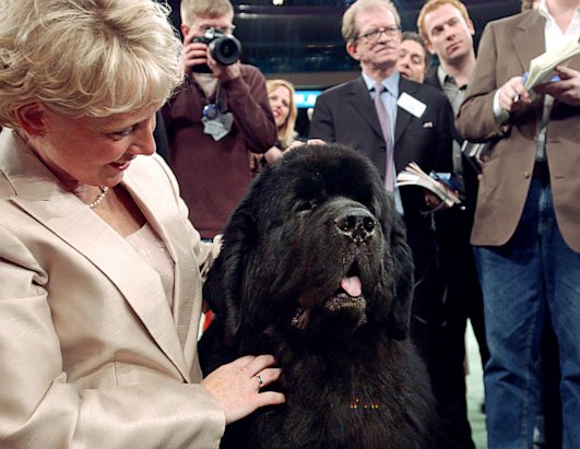 A Decade of Best in Show Winners
