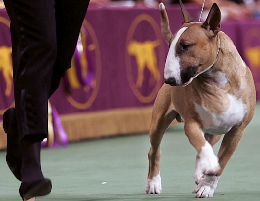 A Decade of Best in Show Winners
