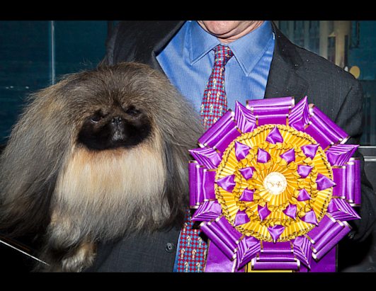 A Decade of Best in Show Winners