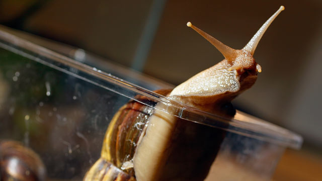 PHOTO:A Giant African land snail at the Florida Department of Agriculture.