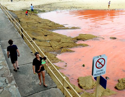 Red Tide Closes Australian Beach 