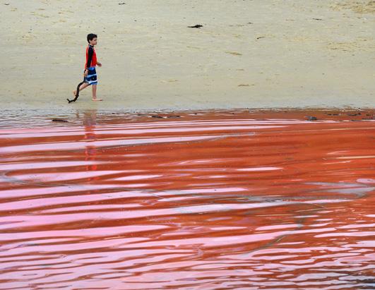 Red Tide Closes Australian Beach 