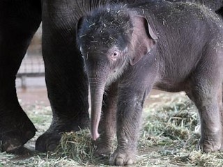 Photos: Baby Elephant Makes Debut