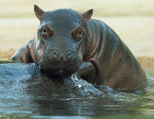 Baby Hippo in Berlin