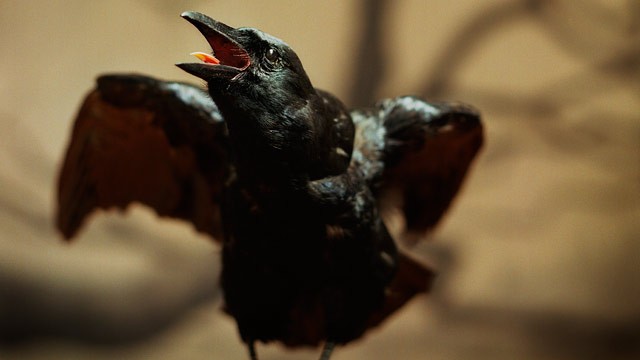 PHOTO: The American crow, which in so many ways is so much like humans, is moving from the countryside to the big city, and like humans, it is paying a price.
