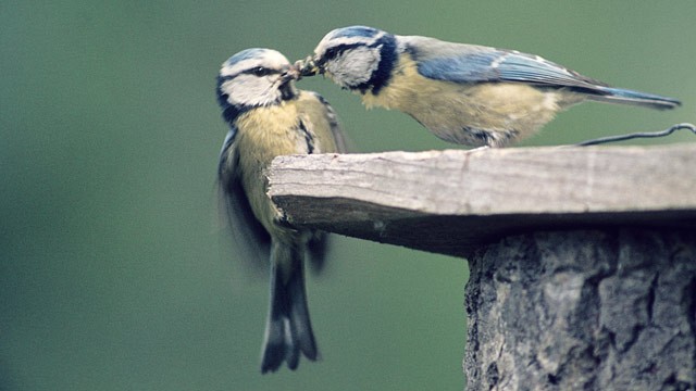 PHOTO: In one ambitious study, British scientists found that female Blue-Tits prefer having their eggs fertilized by a male other than their social partner.