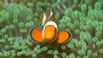 PHOTO: A "Self-Organizing Quirkiness" in nature itself?