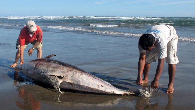 PHOTO: This file picture shows experts measuring a dead dolphin lying on a beach on the northern coast of Peru, close to Chiclayo, some 750 km north of Lima, on March 27, 2012.