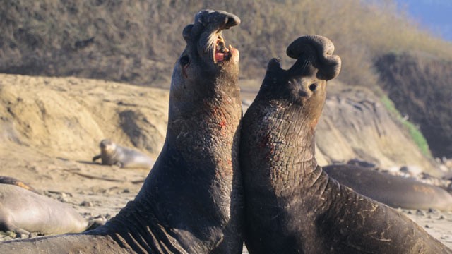 PHOTO: Northern elephant seal bulls fight on the beach in Nuevo State Reserve, Calif.