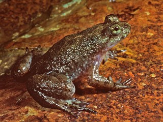 Mouth-Birthing Frog to Be Brought Back From Extinction