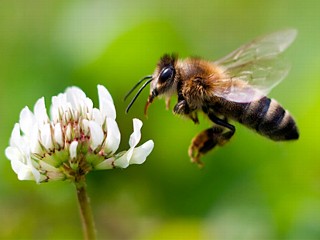 A Robot With a Bee's Brain?