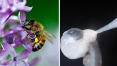PHOTO: Scientists are collecting and freezing bee semen for the hives' own survival.