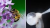 Scientists are collecting and freezing bee semen for the hives' own survival.