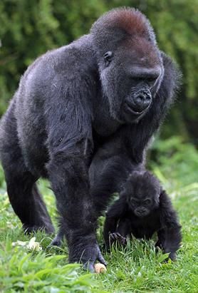 Baby Gorilla Debuts 