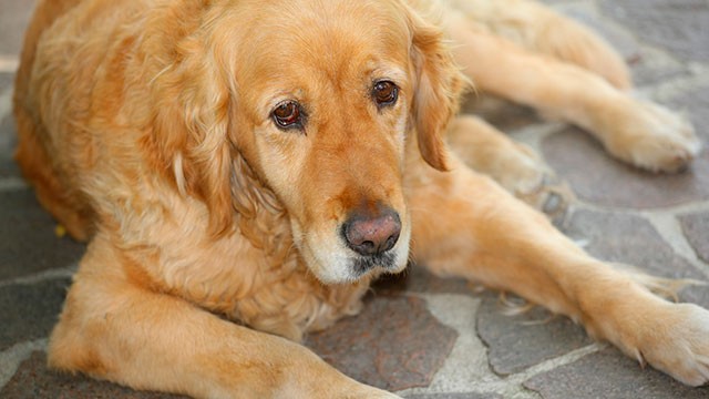 PHOTO: Owners of old pets can face difficult choices if the pet is suffering.