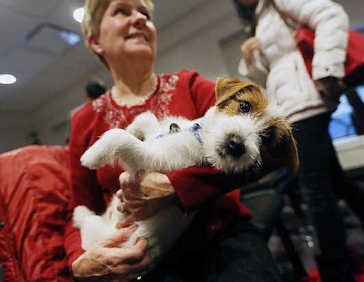 Westminster Dog Show