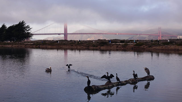 PHOTO: Birds sit on a log inside the tidal wetlands near The Golden Gate Bridge, Dec. 14, 2009. in San Francisco, Calif.