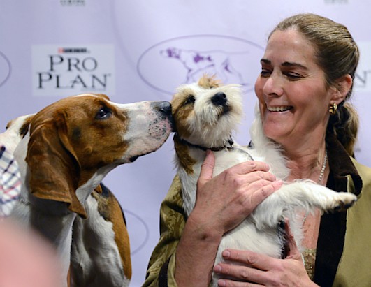 2013 Westminster Dog Show