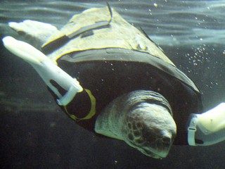 Injured Sea Turtle Gets New