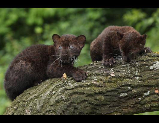 Twin Panther Cubs are a Hit