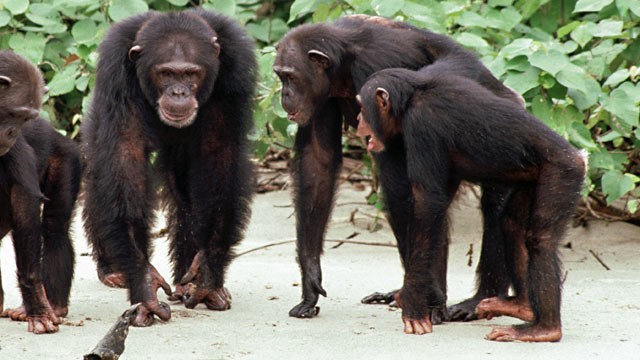 PHOTO: New evidence collected during two expeditions to Guinea in West Africa supports that theory, which has been one of several leading explanations for why humans became bipedal somewhere between six and three million years ago.