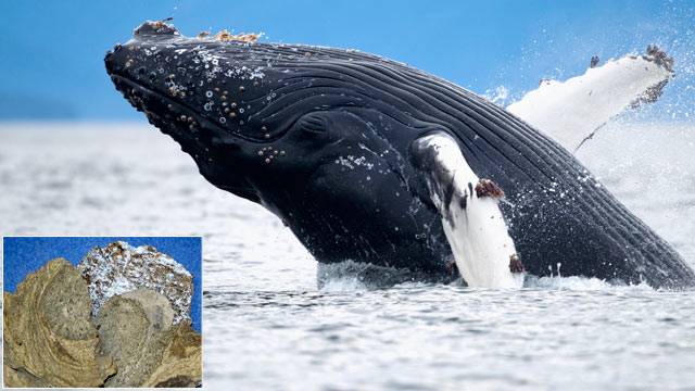 PHOTO: Whale vomit, or, ambergris(inset), a key ingredient in perfume may be replaced by a compound newly discovered by researchers.