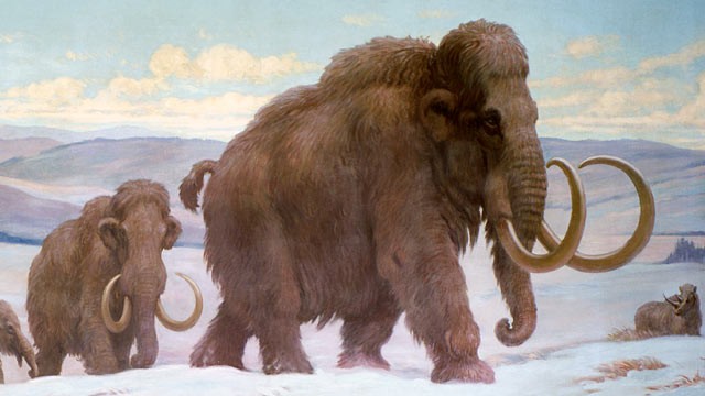 Wooly Mammoths Pictures