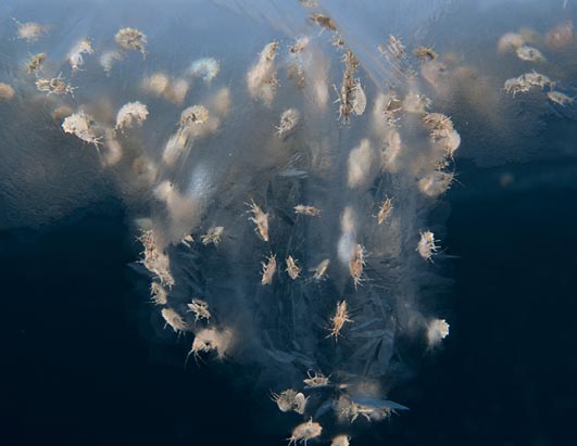 Census of Arctic and Antarctic Marine Life