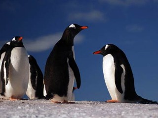 Antarctic