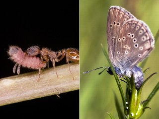 ht_Ants_Butterflies_080103_mn.jpg