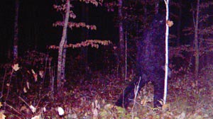 Bigfoot in minnesota