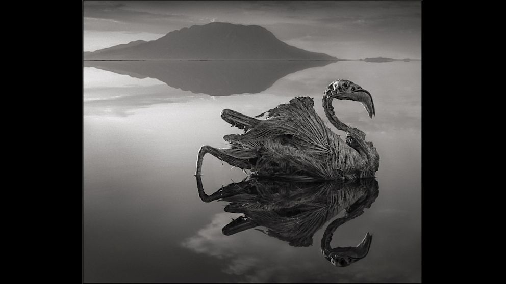 PHOTO: Calcified Reflected Flamingo, Lake Natron, 2010