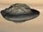 Saturn and Its Moons