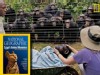 Grieving chimps