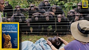 Grieving chimps