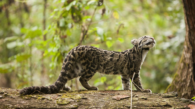 PHOTO: Big Cats Initiative: Lions, Tigers, Leopards Championed in National Geographic Campaign