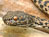 New Mekong Species
