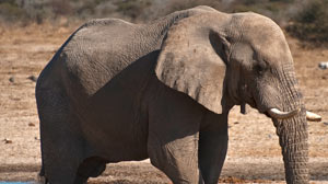 Elephants hear through their feet
