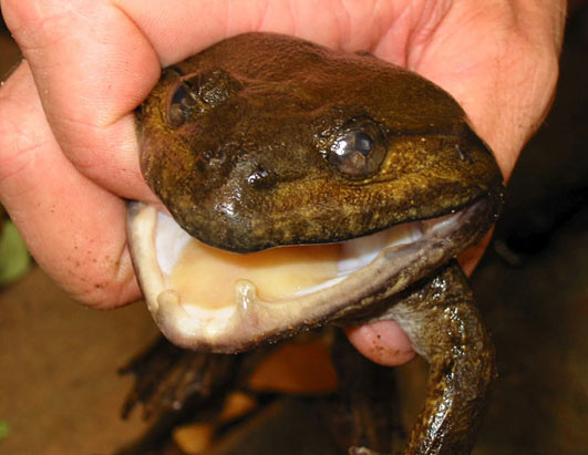 New Mekong Species