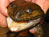 New Mekong Species