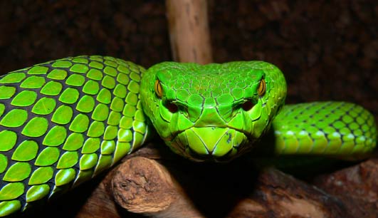 New Species Mekong Gumprechts green pitviper