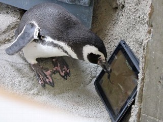 iPad-Playing Penguins Try to Nip at Virtual Mouse