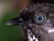 New Mekong Species